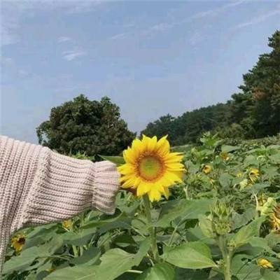 洛克之羽游戏下载